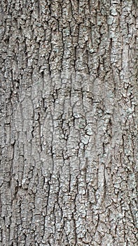 Oak trunk texture for background, wallpaper, material