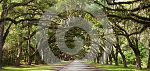 Oak Tunnel