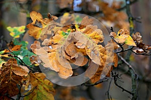 oak twig with dry leafage