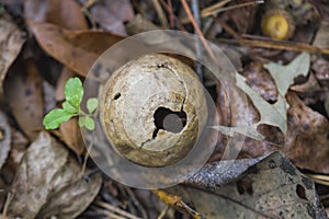 Oak Wasp Gall That Hatched