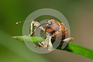 Oak weevil
