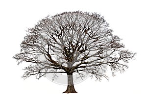 The Oak In Winter