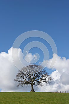 The Oak In Winter