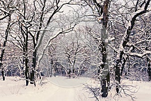 Oak winter forest in a snow