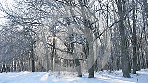 Oak winter forest trees in the snow nature landscape beautiful background