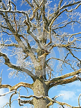 Oak in wintertime