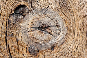 Oak wood background