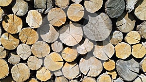 Oak wood cuts texture. Lumber background