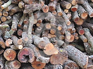 Oak wood logs firewood natural heat trees