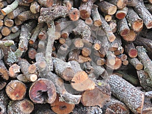 Oak wood logs firewood natural heat trees photo