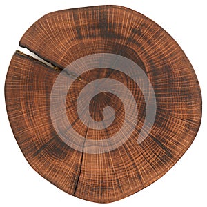 Oak wood slab. Hardwood textured surface with rings and cracks isolated on white background