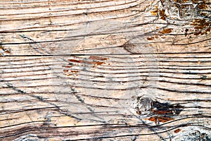 Oak wood texture