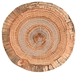 Oak wood texture. Tree slab with growth rings isolated on white background