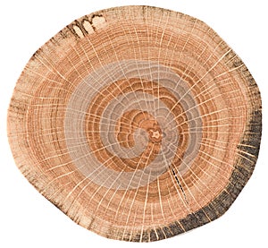 Oak wood texture. Tree slice with growth rings isolated on white background