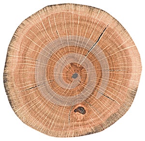 Dub textúra dreva. strom peň rast krúžky a trhliny izolované na bielom pozadí 
