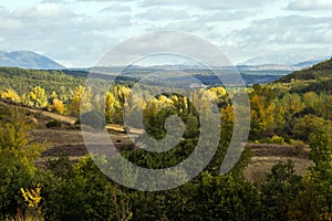 Oak Woodland landscape with mountains in the background