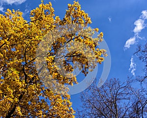 Oak with yellow leaves against the blue sky