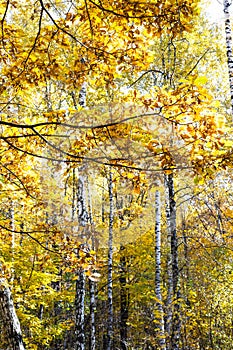 Oak yellow leaves and birch trees on background