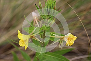 Oakes` evening primrose