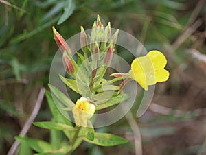 Oakes` evening primrose