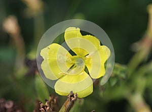 Oakes` evening primrose