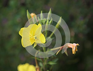 Oakes` evening primrose