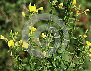 Oakes` evening primrose