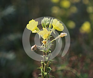 Oakes` evening primrose