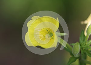 Oakes` evening primrose