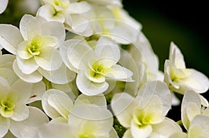 Oakleaf hydrangea