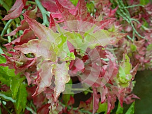 Oakleaf hydrangea bush with red and green color in its autumn leaves. Flower in the garden