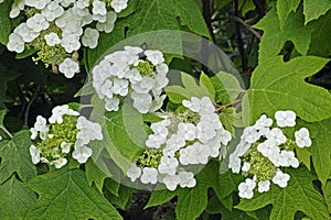 Oakleaf hydrangea, flowers and leaves