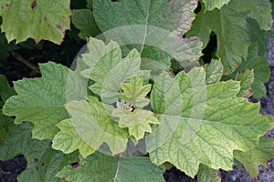 Oakleaf hydrangea, Hydrangea quercifolia, branch with budding leaves