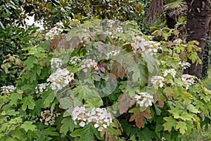 Oakleaf hydrangea or hydrangea quercifolia plant