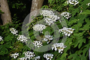 Oakleaf hydrangea / Hydrangea quercifolia `Snow flake` photo