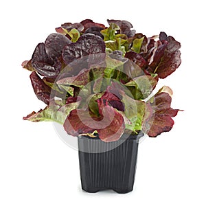 Oakleaf lettuce salad