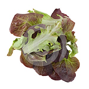 Oakleaf lettuce salad