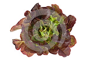 Oakleaf lettuce salad