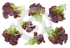 Oakleaf lettuce salad set