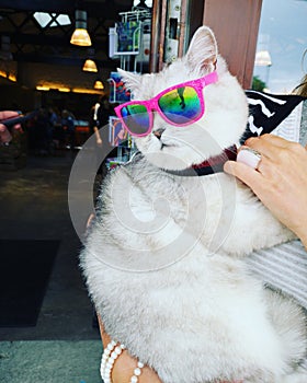 Oakley sunglasses, funny cat, Howth Ireland photo