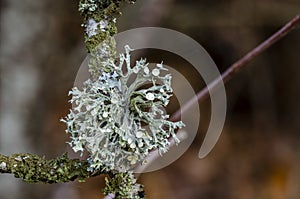 Oakmoss on the branches in garden