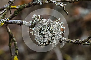 Oakmoss on the branches in garden