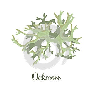 Oakmoss or Evernia prunastri. lichen