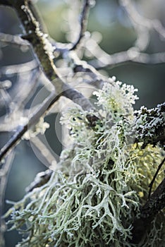 Oakmoss lichen