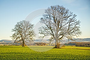 Oaks in autumn with blue sky