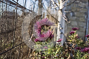 Oaks-autumn flowers, like other chrysanthemums