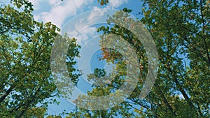 Oaks In An Autumn Grove. Autumn Trees With Yellow Leaves On Blue Sky Background In Forest Or Park.