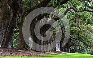 Oaks of Boone Hall Plantation in South Carolina