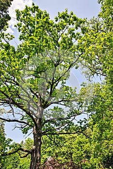 Oaks in botanical garden in Kamianets-Podilskyi, Ukraine