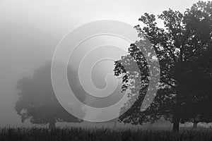 Oaks in a clearing